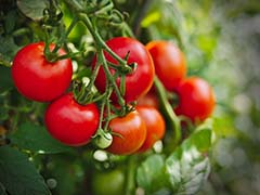 leafcutter bee pollinated tomatoes