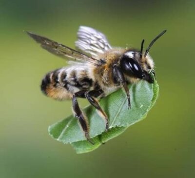 Leafcutter Bees for Sale