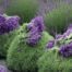 Lavender by Rocky Pond Nursery