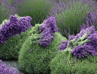 Lavender by Rocky Pond Nursery