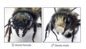 Mason Bee/Orchard Bee Nesting Kit
