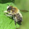 Female Leafcutter Bee
