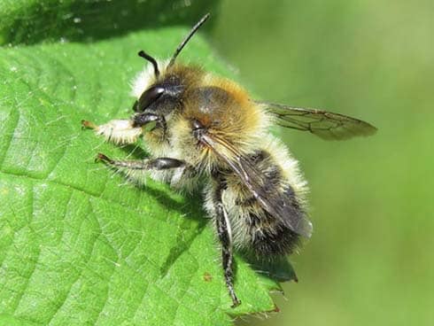 Female Leafcutter Bee