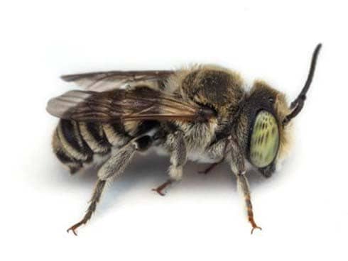Male Leafcutter Bee