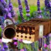 Mason Bee Nesting Block with Mason Bee Cocoons and Attractant