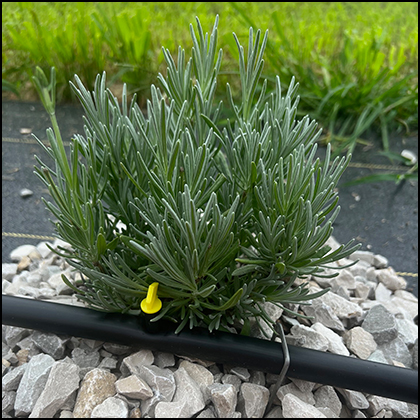 Growing Lavender Drip-Line
