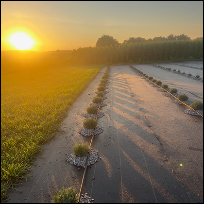 Growing Lavender Newly Planted Rows