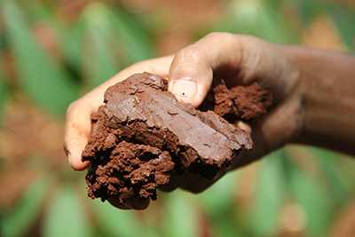 Mason Bee Nesting Clay Soil | Rocky Pond Nursery