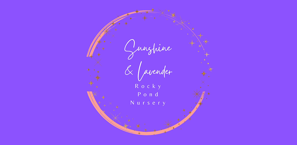 Lavender Oil Essential Oil | Sunshine & Lavender Rocky Pond Nursery