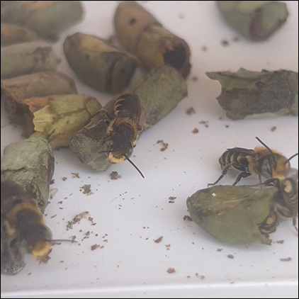 Leaf Cutter Bees hatching.