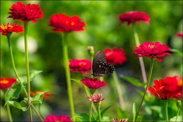 Sunshine & Lavender | Organic Flower Farm