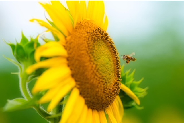 Sunshine & Lavender | Organic Flower Farm