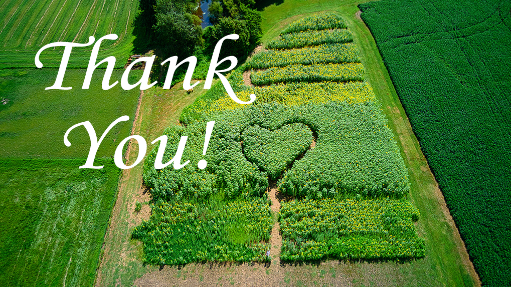 Thank You | Sunflower Heart | Sunshine & Lavender Farm