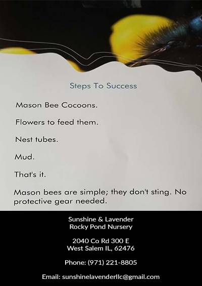 Mason Bees Guide