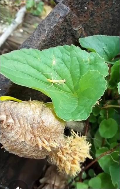 Sunshine & Lavender | Mantis Ootheca hatching on our farm.
