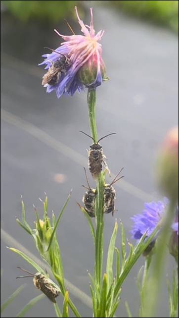 Sunshine & Lavender | Happy little Leaf Cutter Bees.