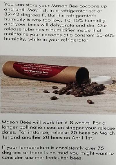 Mason Bees Guide