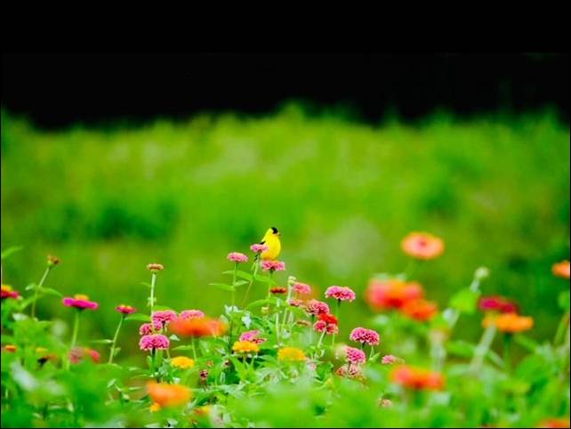 Sunshine & Lavender | Wildlife thrives on our farm.