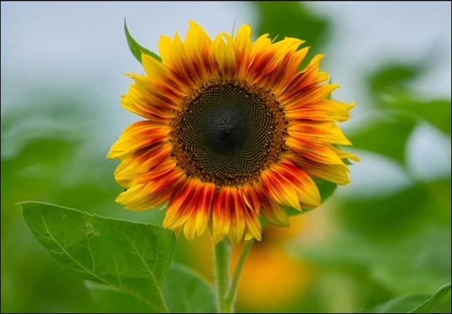 Sunshine & Lavender | Flowers and wildlife thriving on our farm.